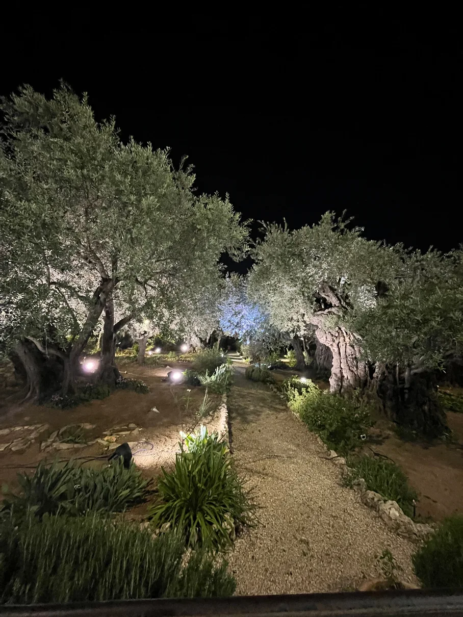 The garden at night